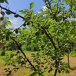 Casamapun Natura E Cultura * Rocca Canavese
